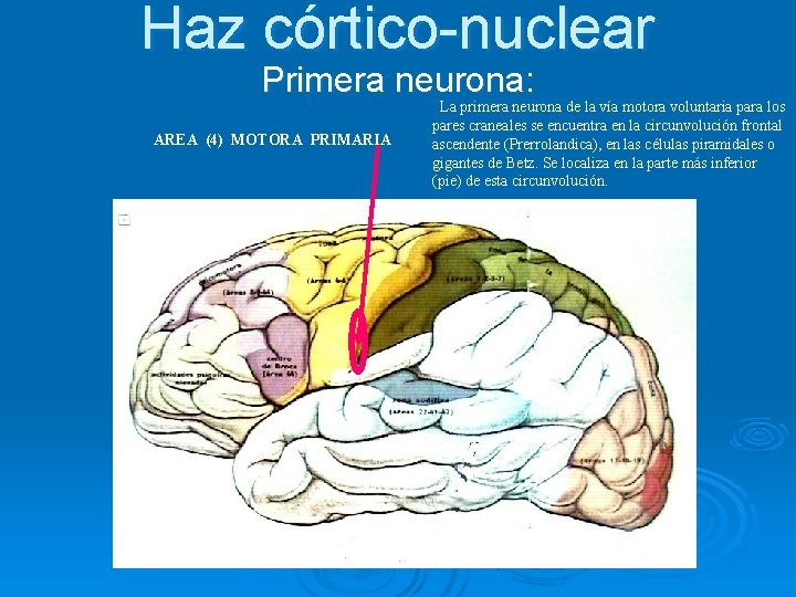 Haz córtico-nuclear Primera neurona: AREA (4) MOTORA PRIMARIA La primera neurona de la vía
