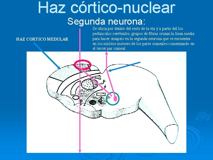 Haz córtico-nuclear Segunda neurona: HAZ CORTICO MEDULAR Se ubica por dentro del resto de