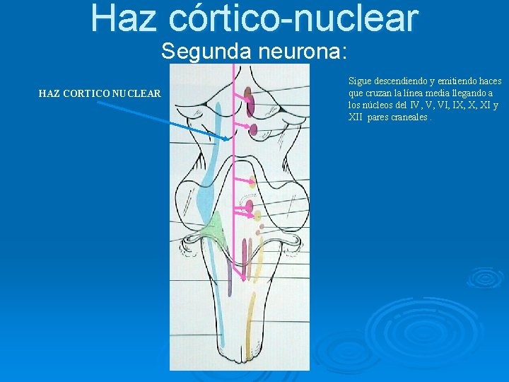 Haz córtico-nuclear Segunda neurona: HAZ CORTICO NUCLEAR Sigue descendiendo y emitiendo haces que cruzan