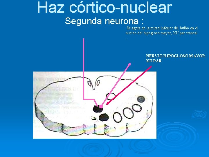 Haz córtico-nuclear Segunda neurona : Se agota en la mitad inferior del bulbo en