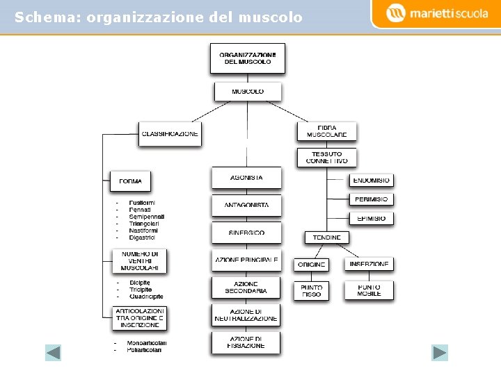 Schema: organizzazione del muscolo Schema: organizzazione del muscolo
