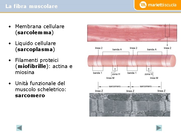 La fibra muscolare • Membrana cellulare (sarcolemma) • Liquido cellulare (sarcoplasma) • Filamenti proteici La fibra muscolare • Membrana cellulare (sarcolemma) • Liquido cellulare (sarcoplasma) • Filamenti proteici