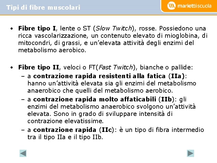 Tipi di fibre muscolari • Fibre tipo I, lente o ST (Slow Twitch), rosse. Tipi di fibre muscolari • Fibre tipo I, lente o ST (Slow Twitch), rosse.