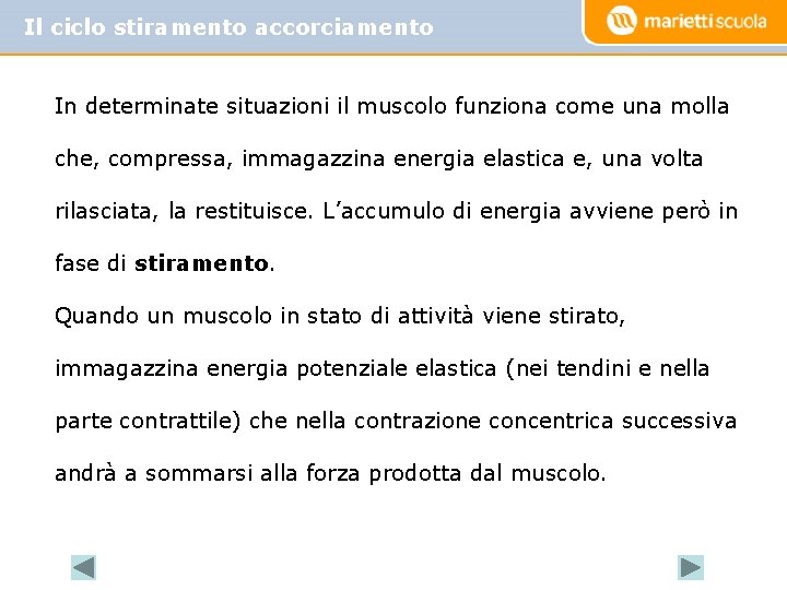 Il ciclo stiramento accorciamento In determinate situazioni il muscolo funziona come una molla che, Il ciclo stiramento accorciamento In determinate situazioni il muscolo funziona come una molla che,