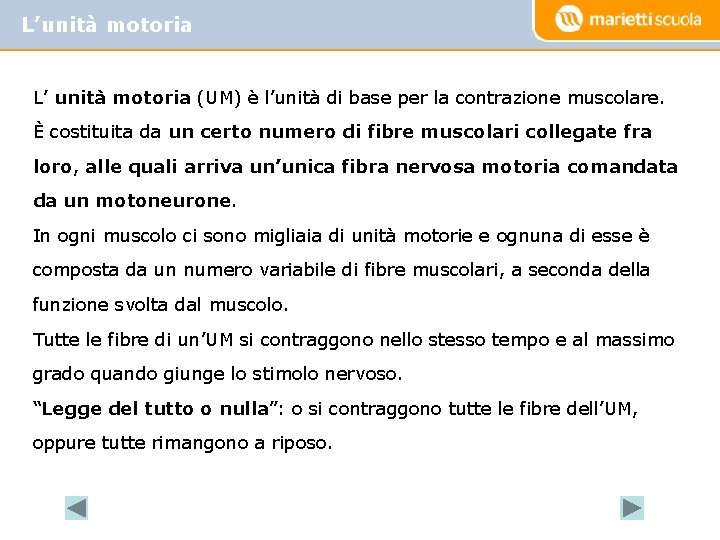 L’unità motoria L’ unità motoria (UM) è l’unità di base per la contrazione muscolare. L’unità motoria L’ unità motoria (UM) è l’unità di base per la contrazione muscolare.