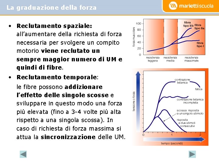 La graduazione della forza • Reclutamento spaziale: all’aumentare della richiesta di forza necessaria per La graduazione della forza • Reclutamento spaziale: all’aumentare della richiesta di forza necessaria per