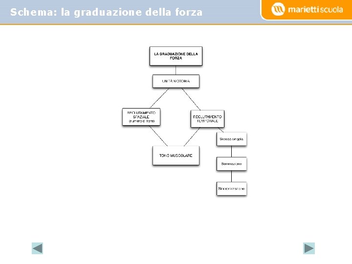 Schema: la graduazione della forza Schema: la graduazione della forza