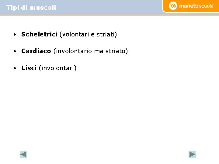 Tipi di muscoli • Scheletrici (volontari e striati) • Cardiaco (involontario ma striato) • Tipi di muscoli • Scheletrici (volontari e striati) • Cardiaco (involontario ma striato) •