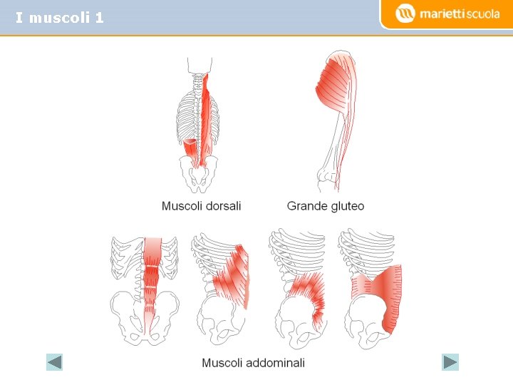 I muscoli 1 I muscoli 1