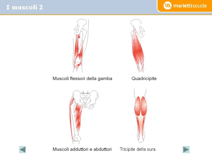 I muscoli 2 Tricipite della sura I muscoli 2 Tricipite della sura