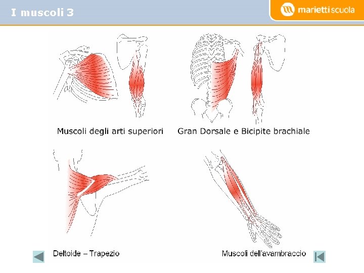 I muscoli 3 I muscoli 3