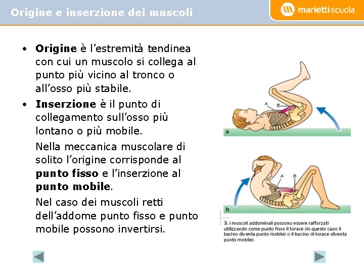 Origine e inserzione dei muscoli • Origine è l’estremità tendinea con cui un muscolo Origine e inserzione dei muscoli • Origine è l’estremità tendinea con cui un muscolo