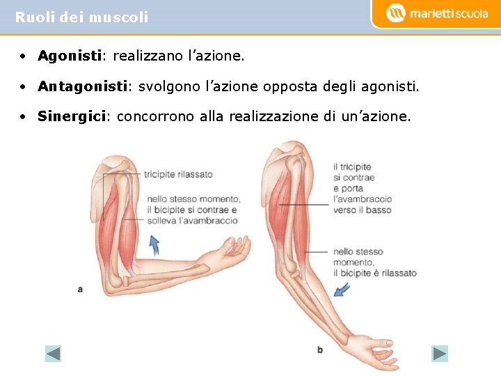 Ruoli dei muscoli • Agonisti: realizzano l’azione. • Antagonisti: svolgono l’azione opposta degli agonisti. Ruoli dei muscoli • Agonisti: realizzano l’azione. • Antagonisti: svolgono l’azione opposta degli agonisti.