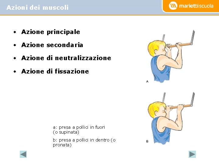 Azioni dei muscoli • Azione principale • Azione secondaria • Azione di neutralizzazione • Azioni dei muscoli • Azione principale • Azione secondaria • Azione di neutralizzazione •