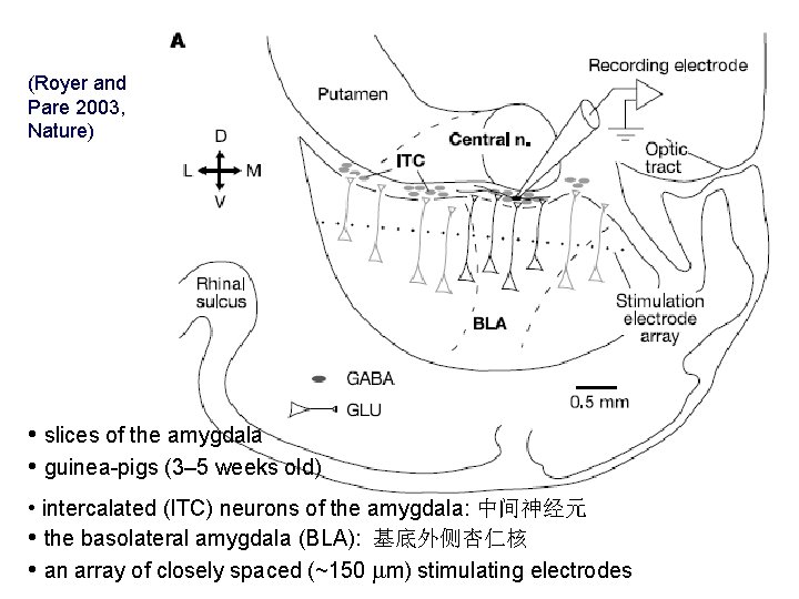 (Royer and Pare 2003, Nature) • slices of the amygdala • guinea-pigs (3– 5