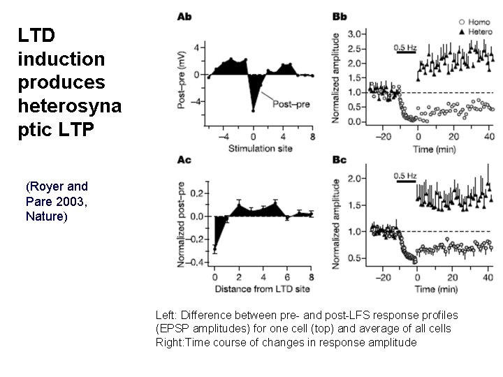 LTD induction produces heterosyna ptic LTP (Royer and Pare 2003, Nature) Left: Difference between