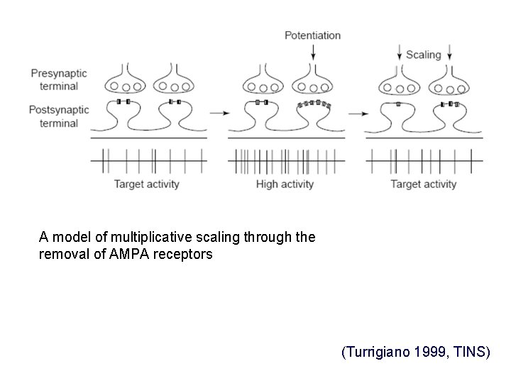 A model of multiplicative scaling through the removal of AMPA receptors (Turrigiano 1999, TINS)