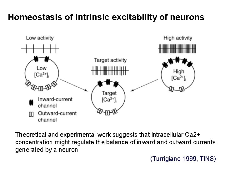 Homeostasis of intrinsic excitability of neurons Theoretical and experimental work suggests that intracellular Ca