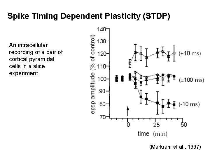 Spike Timing Dependent Plasticity (STDP) An intracellular recording of a pair of cortical pyramidal