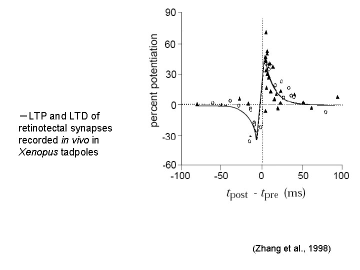 －LTP and LTD of retinotectal synapses recorded in vivo in Xenopus tadpoles (Zhang et