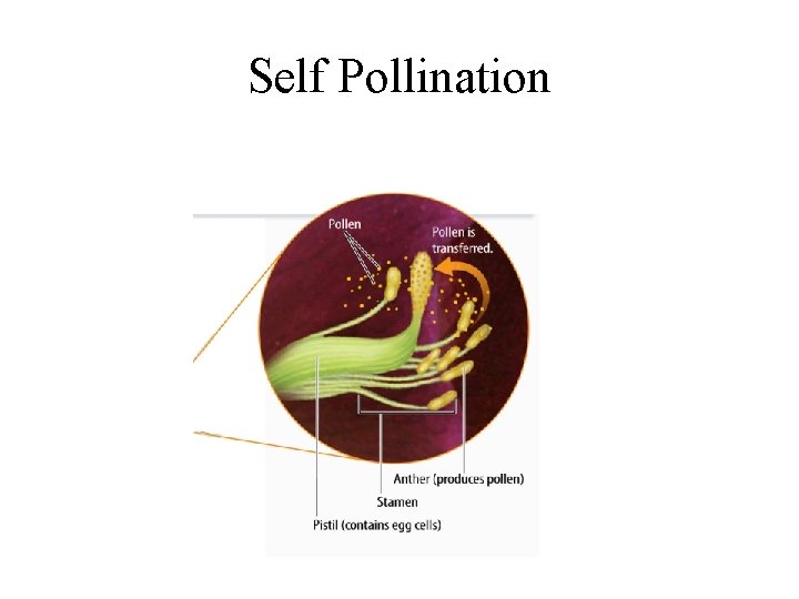 Self Pollination Self Pollination