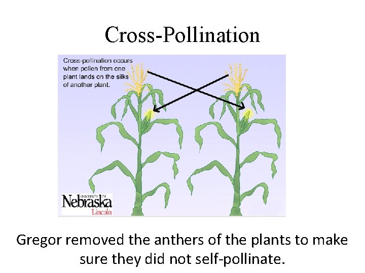 Cross-Pollination Gregor removed the anthers of the plants to make sure they did not Cross-Pollination Gregor removed the anthers of the plants to make sure they did not