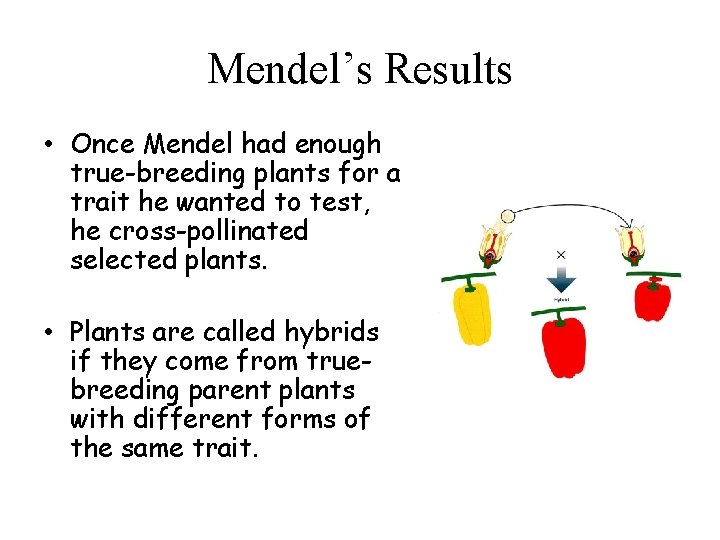 Mendel’s Results • Once Mendel had enough true-breeding plants for a trait he wanted Mendel’s Results • Once Mendel had enough true-breeding plants for a trait he wanted
