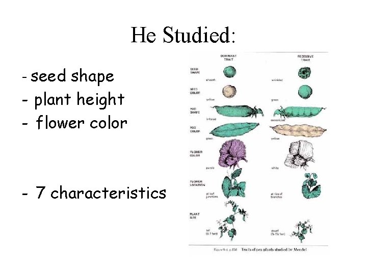 He Studied: - seed shape - plant height - flower color - 7 characteristics He Studied: - seed shape - plant height - flower color - 7 characteristics