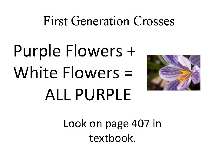 First Generation Crosses Purple Flowers + White Flowers = ALL PURPLE Look on page First Generation Crosses Purple Flowers + White Flowers = ALL PURPLE Look on page