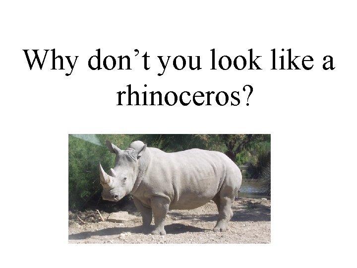 Why don’t you look like a rhinoceros? Why don’t you look like a rhinoceros?