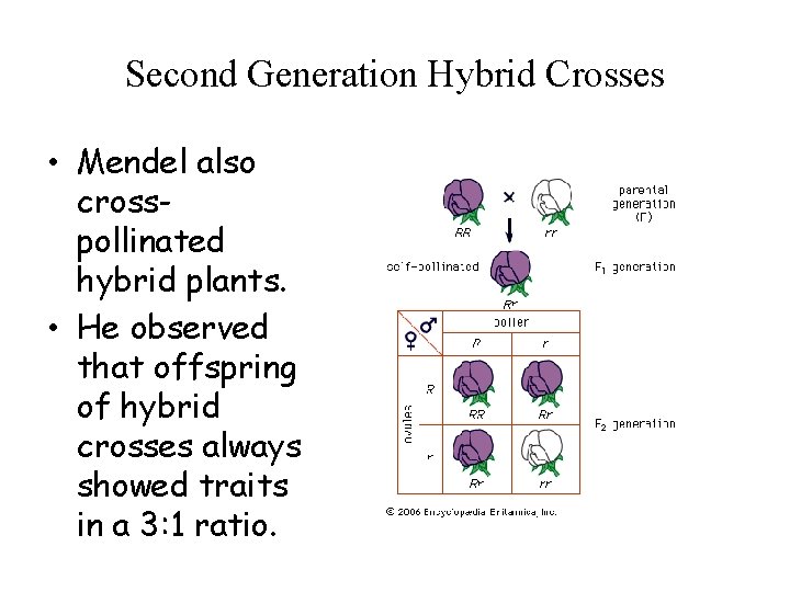 Second Generation Hybrid Crosses • Mendel also crosspollinated hybrid plants. • He observed that Second Generation Hybrid Crosses • Mendel also crosspollinated hybrid plants. • He observed that