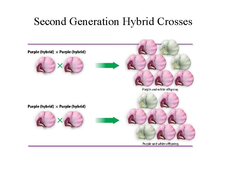 Second Generation Hybrid Crosses Second Generation Hybrid Crosses