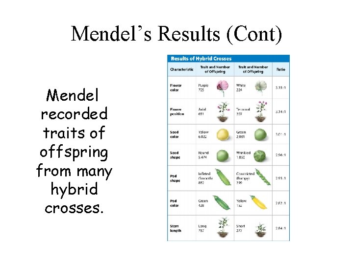 Mendel’s Results (Cont) Mendel recorded traits of offspring from many hybrid crosses. Mendel’s Results (Cont) Mendel recorded traits of offspring from many hybrid crosses.