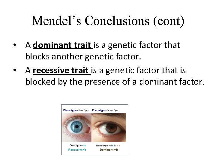 Mendel’s Conclusions (cont) • A dominant trait is a genetic factor that blocks another Mendel’s Conclusions (cont) • A dominant trait is a genetic factor that blocks another