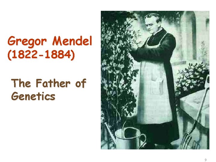 Gregor Mendel (1822 -1884) The Father of Genetics copyright cmassengale 9 Gregor Mendel (1822 -1884) The Father of Genetics copyright cmassengale 9