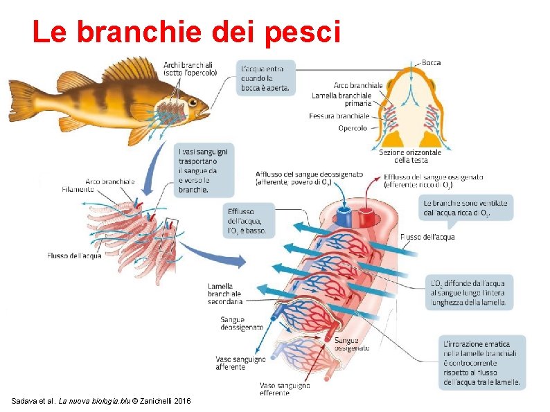 Le branchie dei pesci Sadava et al. La nuova biologia. blu © Zanichelli 2016