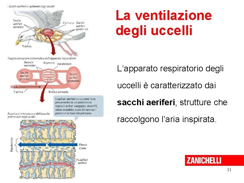 La ventilazione degli uccelli L’apparato respiratorio degli uccelli è caratterizzato dai sacchi aeriferi, strutture