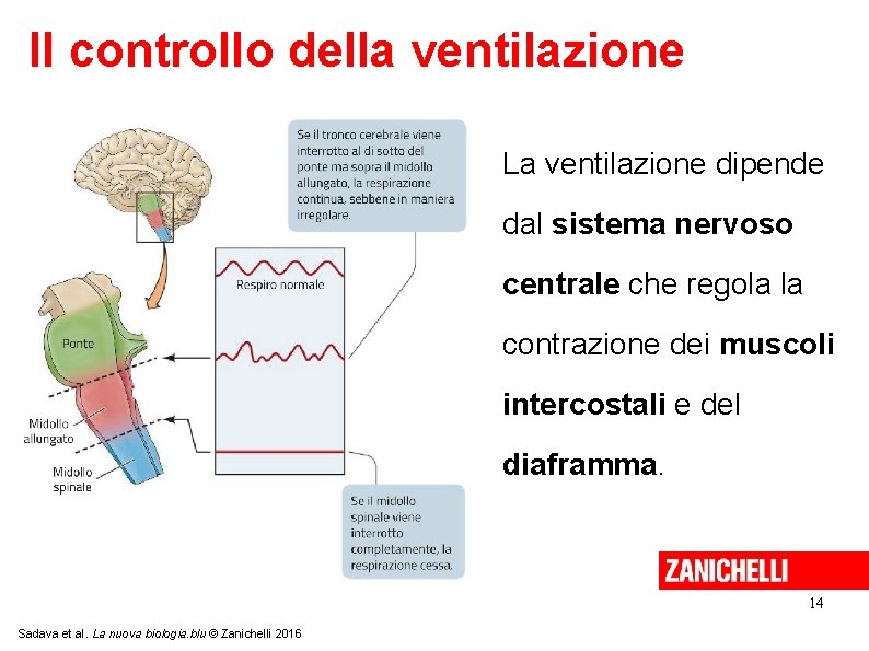 Il controllo della ventilazione La ventilazione dipende dal sistema nervoso centrale che regola la