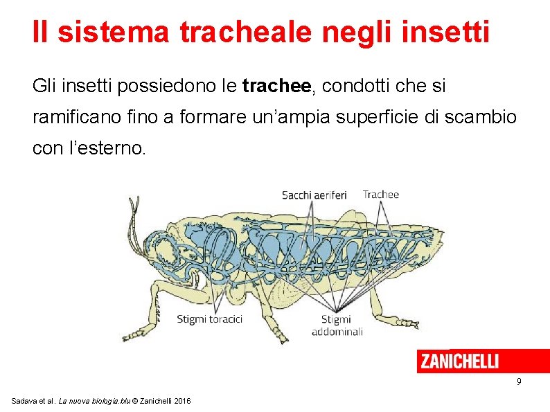 Il sistema tracheale negli insetti Gli insetti possiedono le trachee, condotti che si ramificano