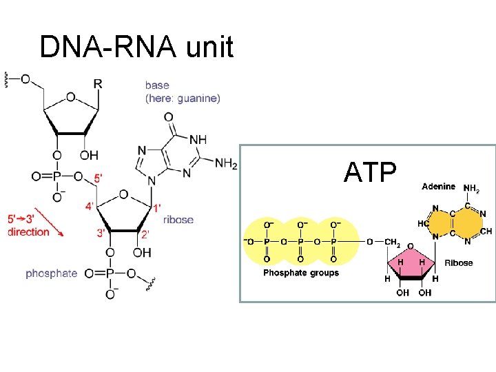 DNA-RNA unit ATP 