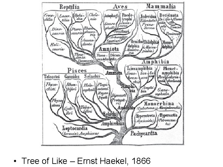  • Tree of Like – Ernst Haekel, 1866 