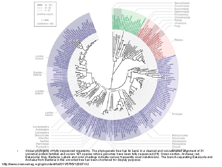  • Global phylogeny of fully sequenced organisms. The phylogenetic tree has its basis