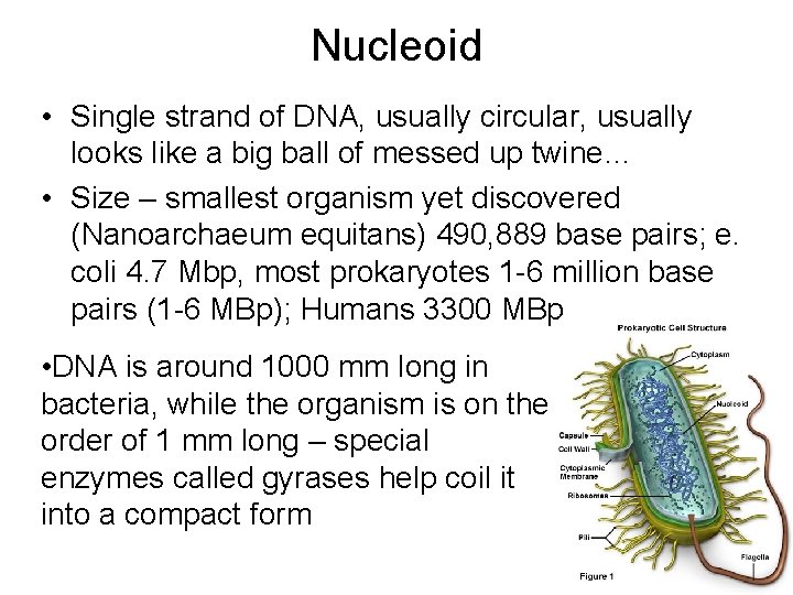 Nucleoid • Single strand of DNA, usually circular, usually looks like a big ball