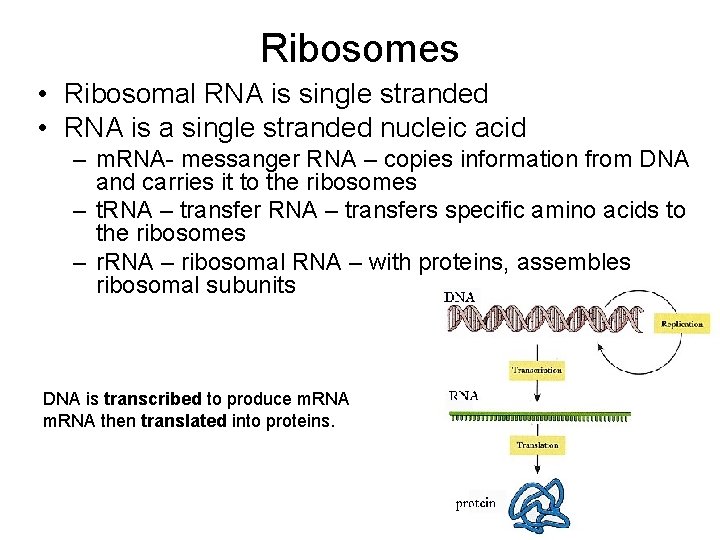 Ribosomes • Ribosomal RNA is single stranded • RNA is a single stranded nucleic