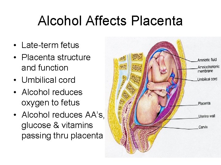 Alcohol Affects Placenta • Late-term fetus • Placenta structure and function • Umbilical cord