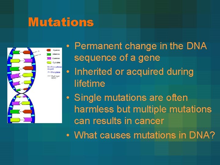 Mutations • Permanent change in the DNA sequence of a gene • Inherited or