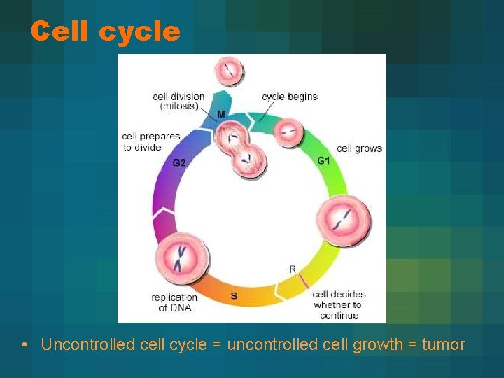 Cell cycle • Uncontrolled cell cycle = uncontrolled cell growth = tumor 