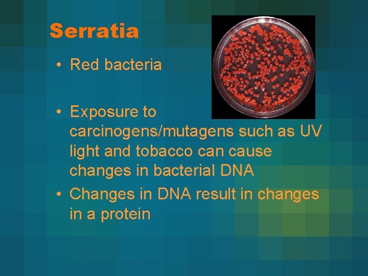 Serratia • Red bacteria • Exposure to carcinogens/mutagens such as UV light and tobacco