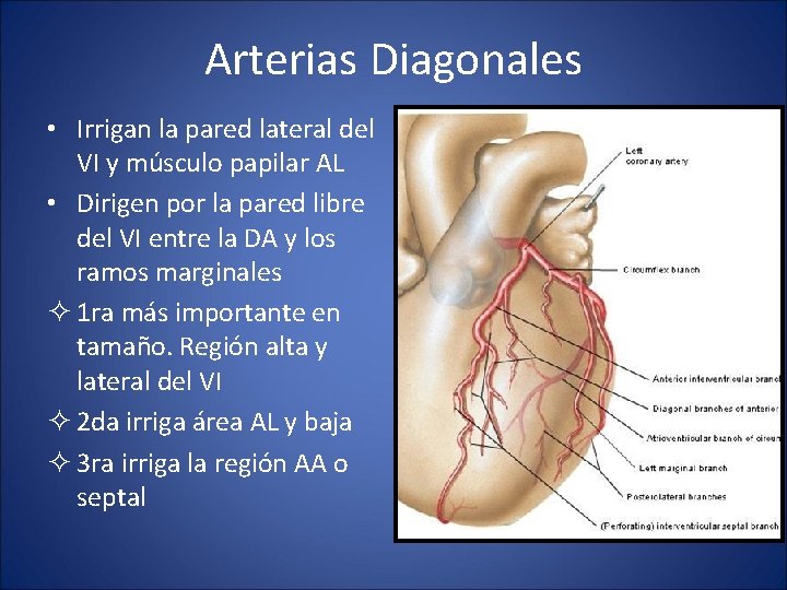 Arterias Diagonales • Irrigan la pared lateral del VI y músculo papilar AL •