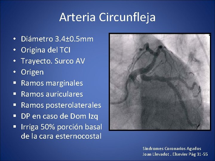 Arteria Circunfleja • • § § § Diámetro 3. 4± 0. 5 mm Origina